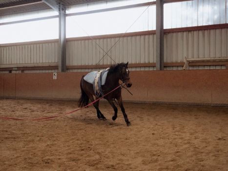 Paard en sport Friesland in WTC Expo Leeuwarden met springruiters en publiek tijdens een regionaal evenement